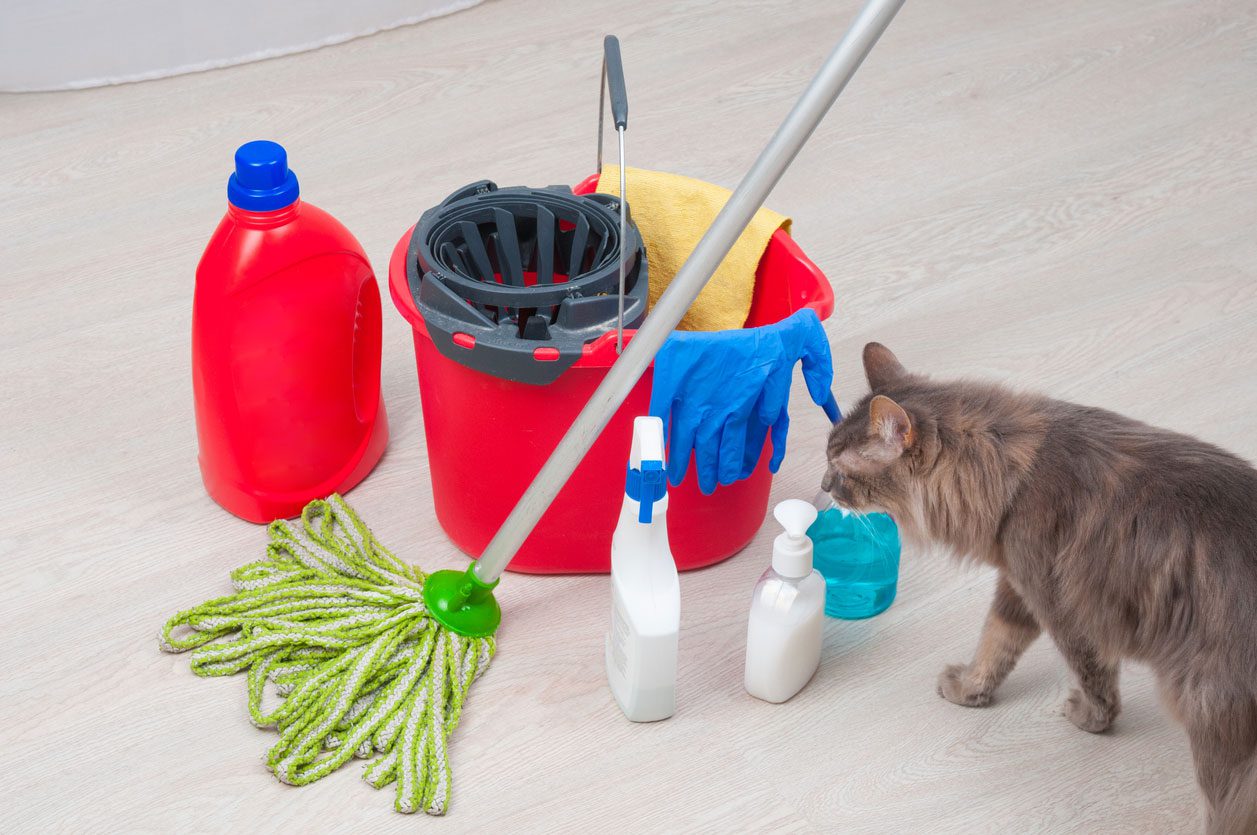 Cleaning supplies with cat sniffing bottle