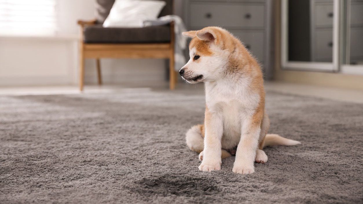 Dog on carpet